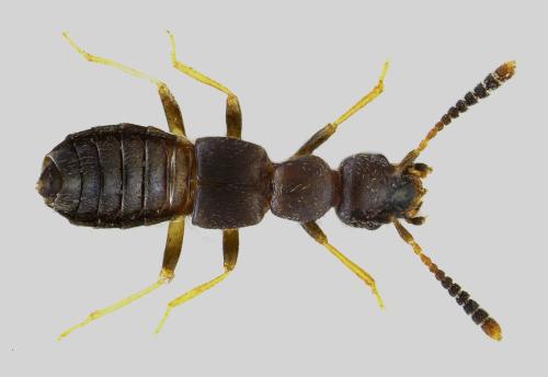 Apocellus sp.